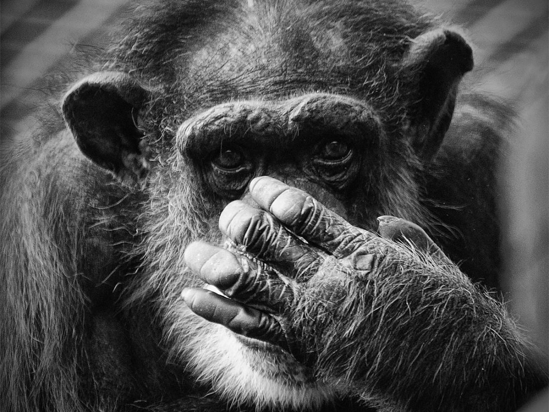 Washoe, Chimpanzee (Image: J P, https://www.flickr.com/photos/75467759@N00/6184733684)